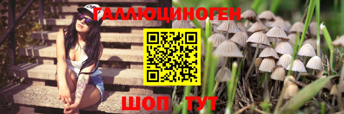 Галлюциногенные грибы Psilocybine cubensis Ульяновск